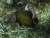 Одни из самых красивых рыб можно увидеть, если попробовать дайвинг в Морском национальном парке Тёркса и Кайкоса