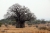 Огромный Баобаб и акации в саванне Сахель к югу от Сахары, Танзания
