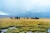 Возле озера Сонг-Кёль пасутся лошади