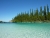 Араукария Колумнарис - хвойные деревья, произрастающие в Новой Каледонии