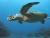 Черепаха в море на острове Саба, Карибы