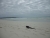 Игуана на пляже Тортуга Бей, Галапагосские острова, фотография Альваро Севилья