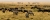 Равнинные зебры (Equus Quagga) и голубые антилопы-гну (Connochaetes taurinus) в кратере Нгоронгоро, Парк Серенгети, Танзания