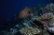 Дайвинг на Коморских островах - показан райский окунь или Cephalopholis Argus
