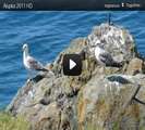Воронцовский Парк в Алупке